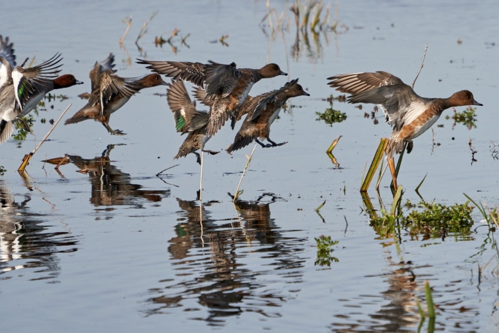 WE Wigeons take flight Nov 2019 Kim Tarsey-scr.jpg